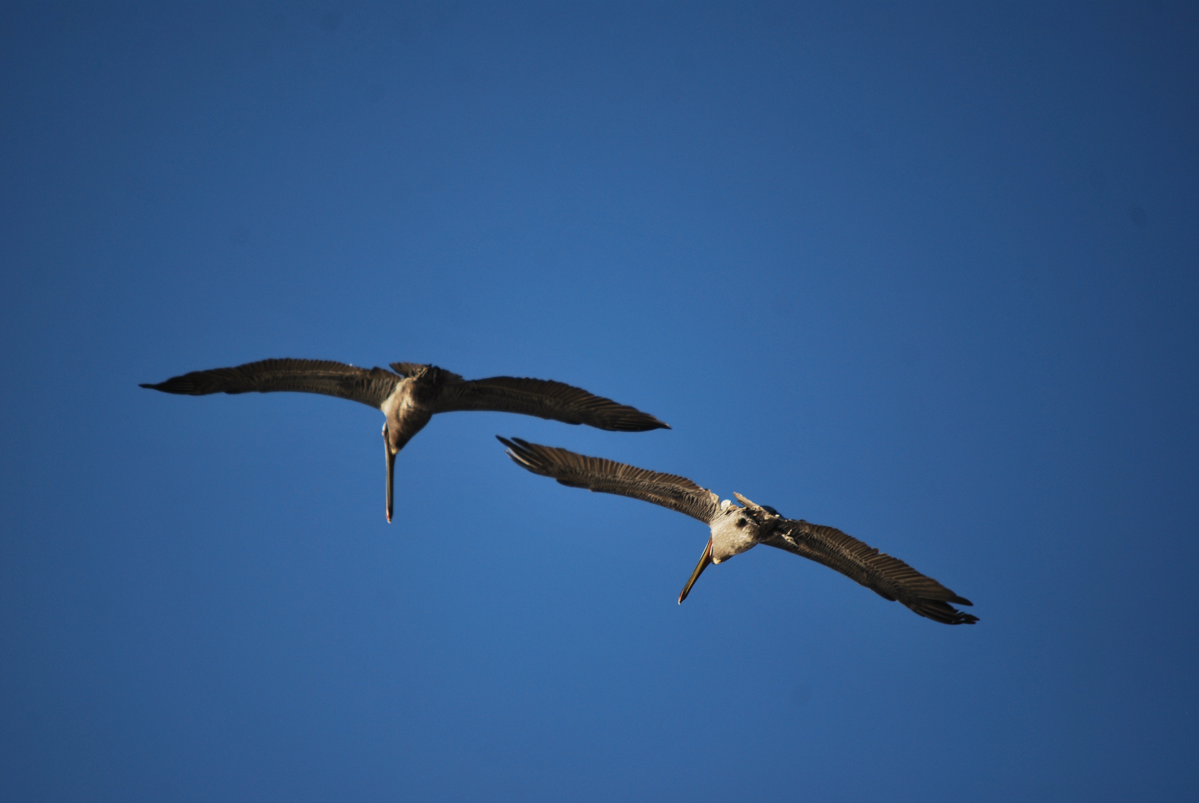 Seagulls